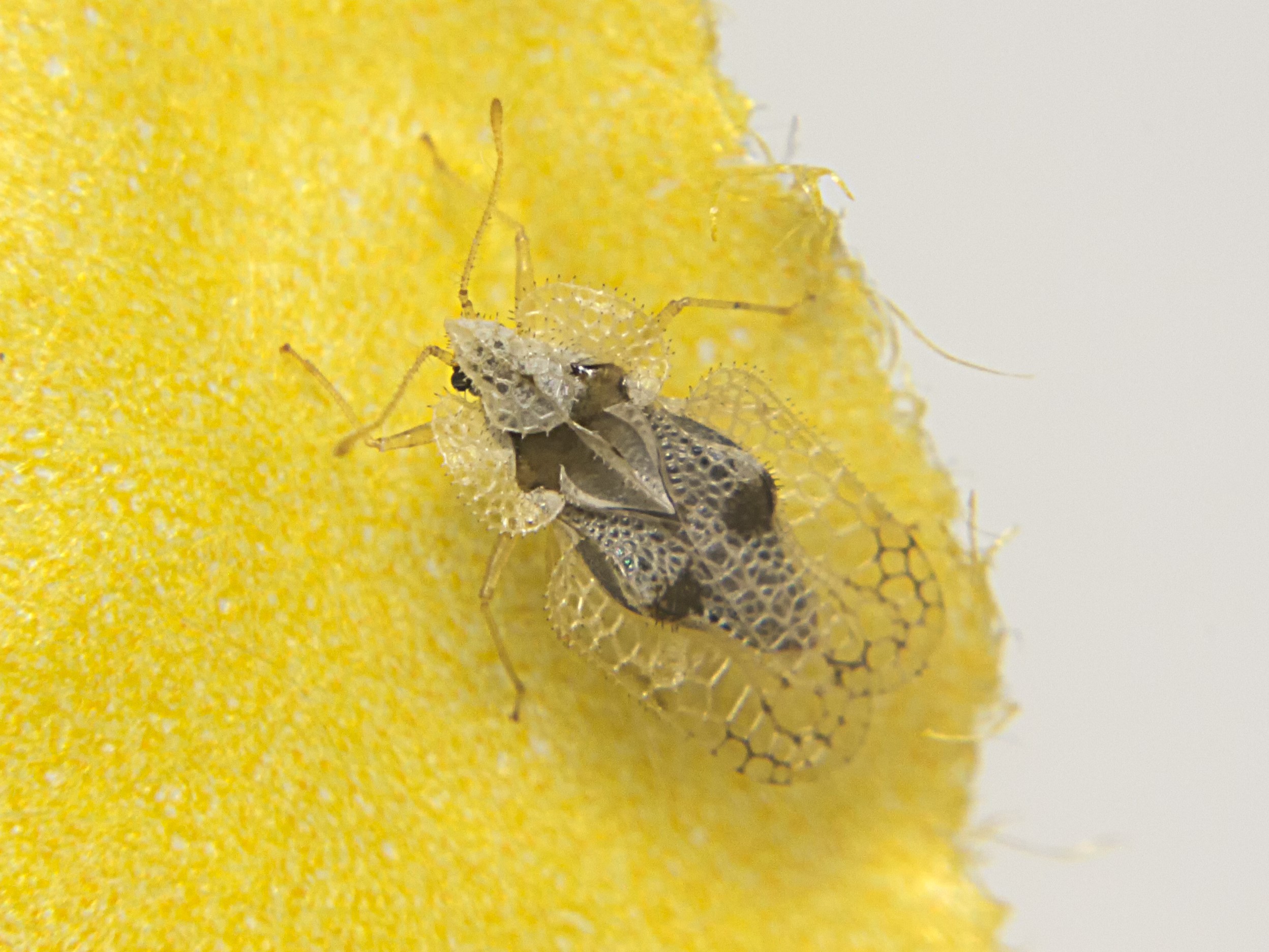 NETZWANZE IMG_6302 2.jpg